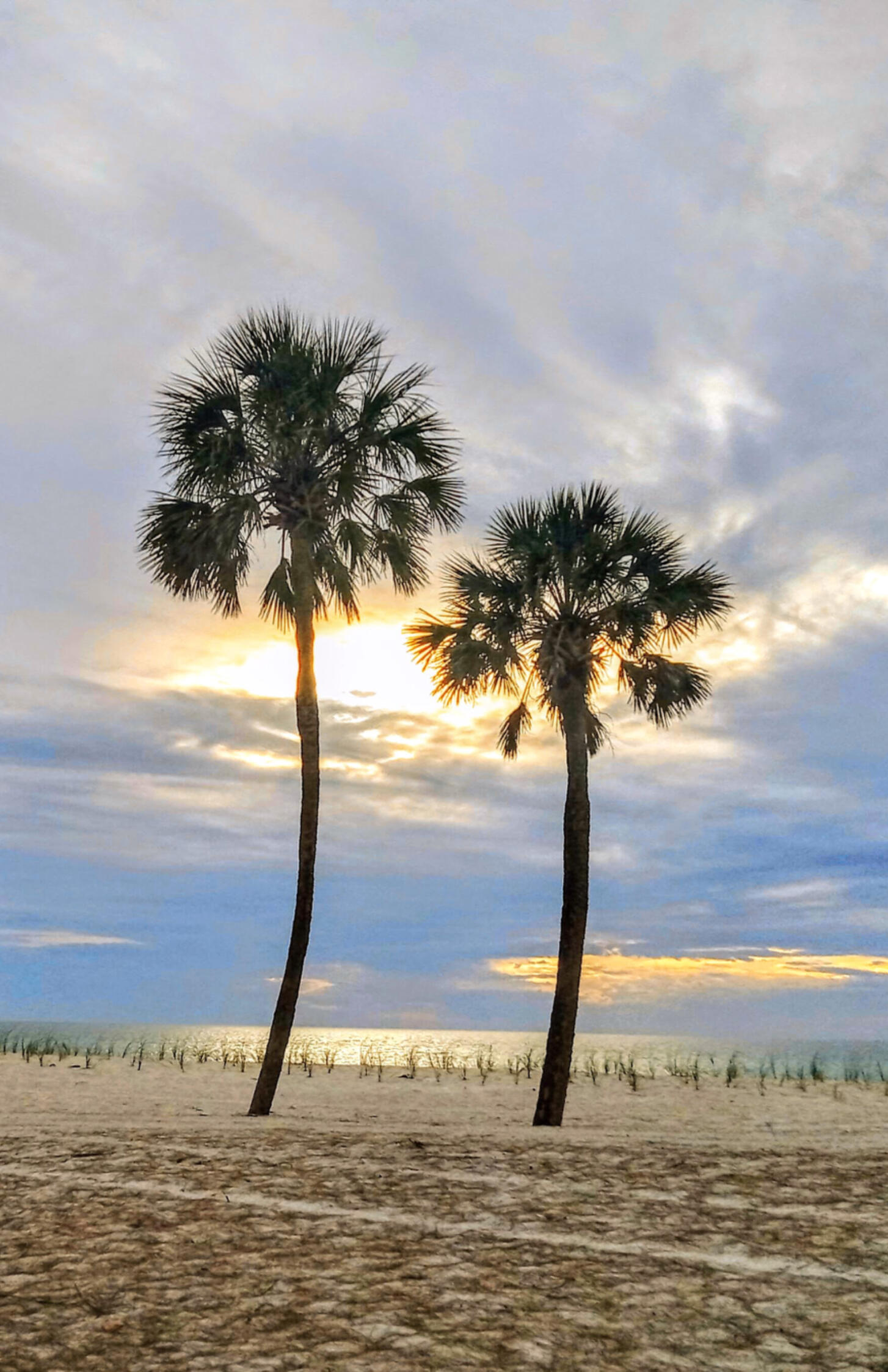 Soaking in the sunshine state Scenic view of a Florida beach with palm trees, a beautiful sky, and the ocean.