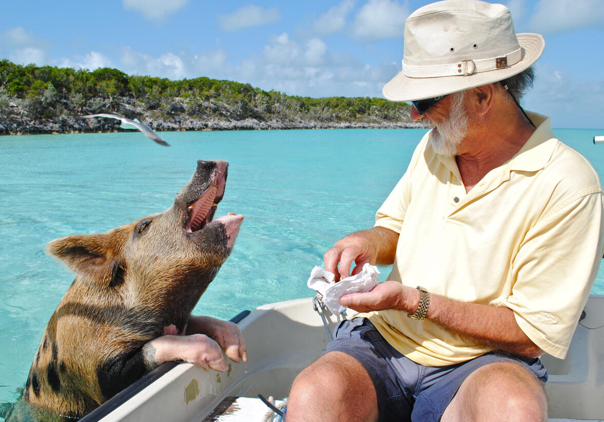 Out of the ordinary travel experiences A man in a boat in the Bahamas feeding a wild pig that is in the ocean
